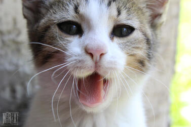 Cat2 Cat2