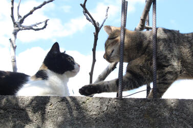 Cat2 Cat2